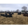 Image 7 : Bar 7 Ranch - 775# April/May Delivery Heifers - 78 Head (MacGregor, MB)