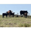 Image 5 : Dar-Lin Ranching - 430# November Delivery Heifer Calves - 110 Head (Big Stone, AB)