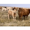 Image 3 : Crisp Ranches - 450# November Delivery Steer Calves - 110 Head (Veteran, AB)