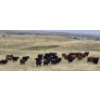 Image 3 : McDougald Ranch Ltd. - 790# September Delivery Grass Heifers - 100 Head (Maple Creek, SK)