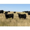 Image 12 : Rommens Farm Ltd. - 525# October Delivery Heifer Calves - 80 Head (Brooks, AB)