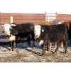 Image 6 : Bezan Cattle Corporation - 675# April Delivery Steers - 80 Head (Midale, SK)