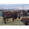 Image 7 : Count Ridge Stock Farms - 6 Red Heifers (Pen 518)