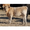 Image 5 : Strickland Cattle Co. - 510# November Heifer Calves - 75 Head (Milestone, SK)