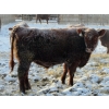 Image 4 : Helland Land & Cattle Co. Ltd. - 1039# February Delivery Steers - 60 Head (Lomond, AB)