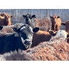 Image 2 : Caseley Farms - 785# May Delivery Steers - 70 Head (Coronation, AB)