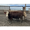 Image 5 : Birch Island Land & Cattle - 1050# June/July Delivery Heifers - 57 Head (Rhein, SK)