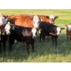 Image 2 : Storle Farms Ltd. - 600# October Delivery Steer Calves - 76 Head (Lake Alma, SK)