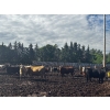 Image 4 : Chris Bartel - 1075# July Delivery Steers - 55 Head (Fort Vermilion, AB)