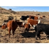 Image 11 : Monty & Corey Arendt - 625# Oct/Nov Delivery Steer Calves - 53 Head (Ravenscrag, SK)