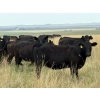 Image 4 : RJ Bart Stock Corp. - 950# August Delivery Grass Heifers - 276 Head (High River, AB)