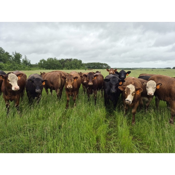 Tyton Farms Ltd. - 850# September Delivery Grass Heifers -73 Head (Birtle, MB) VBP+