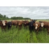 Image 1 : Tyton Farms Ltd. - 850# September Delivery Grass Heifers -73 Head (Birtle, MB) VBP+