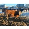Image 5 : Little Rainbow Ranch - 1150# January Delivery Open Heifers - 40 Head (Moosomin, SK)