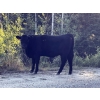 Image 5 : 44 Cattle Co./T6 Ranch - 650# November Delivery Heifer Calves - 90 Head (OK Falls, BC)