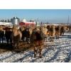 Image 2 : Pleasant View Farms - 710# December Weaned Heifers - 110 Head (Irma, AB)