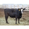 Image 6 : Sonny Wierenga - 940# September Delivery Heifers - 86 Head (Granum, AB)