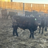 Image 9 : Hawk Ranching - 875# February Weaned Steers - 72 Head (Nanton, AB)