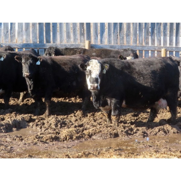 Willowside Ranch - 29 Simm/Angus X Bred Cows (Vibank, SK)