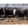 Image 1 : Willowside Ranch - 29 Simm/Angus X Bred Cows (Vibank, SK)