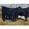 Image 3 : Kris Springer - 50 November Delivery Black Angus X Bred Heifers (Foam Lake, SK)