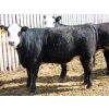 Image 4 : A&S Farms - 30 BWF Replacement Heifers (Coaldale, AB)