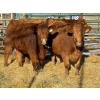 Image 3 : Duane & Austin Ashbacher - 3 Bred Heifers (Pen 148)