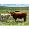 Image 11 : MacMillan Farming Co. - 535# July Delivery Heifer Calves - 180 Head (Cayley, AB) VBP+