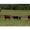 Image 4 : Hartridge Ranch - 585# November Delivery Steer Calves - 35 Head (Clinton, BC)