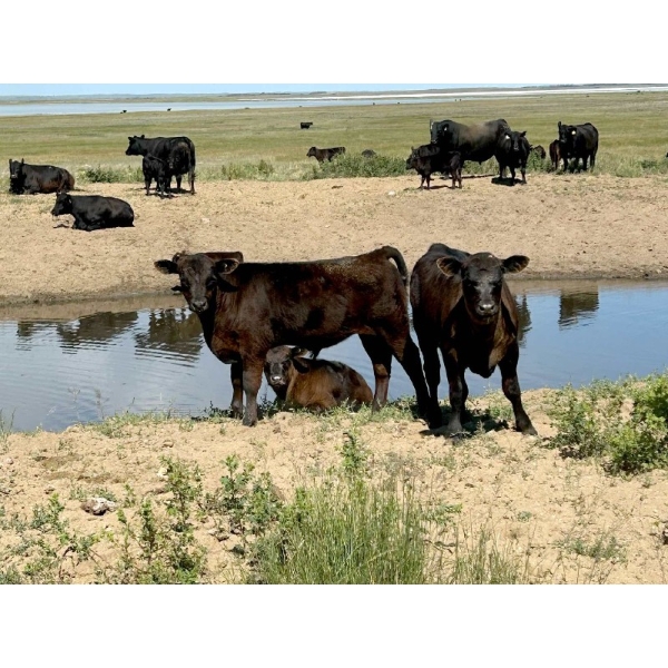 Mackie Ranch - 530# October Delivery Steer Calves - 100 Head (Valjean, SK)
