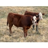 Image 2 : Jones Hereford Ranch - 675# October Delivery Steer Calves - 85 Head (Balzac, AB)