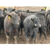 Image 3 : Doerksen Farms - 1000# August Delivery Heifers - 63 Head (Gem, AB)