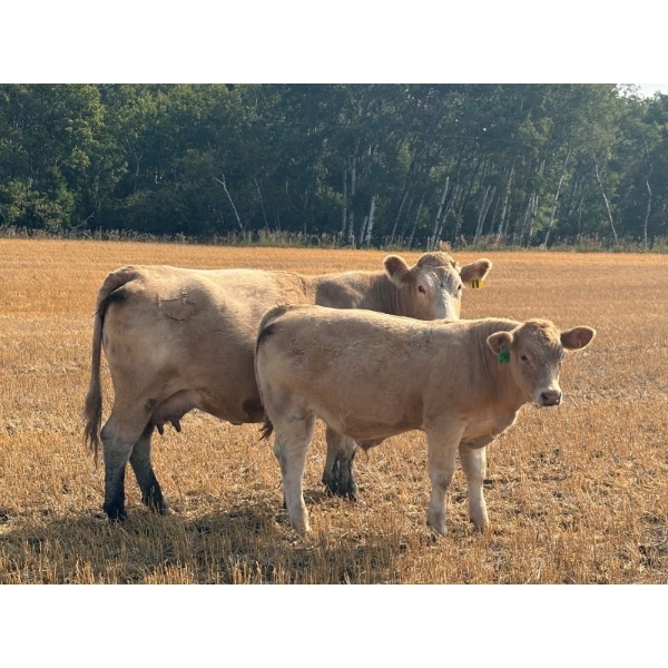 Leaning Arrow Ranch - 560# October Delivery Steer Calves - 100 Head (Dewberry, AB)