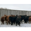 Image 3 : Star Over Bar Ranch Ltd. - 670# December Delivery Weaned Heifers - 25 Head (Biggar, SK)