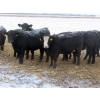 Image 5 : Little Rainbow Ranch - 22 Black & BBF Simm X Angus April/May Calving Bred Heifers (Moosomin, SK)