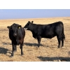 Image 5 : Boggy Springs Ranch - 1050# September Delivery Grass Heifers - 85 Head (Maple Creek, SK)