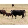 Image 6 : Lamb Cattle Company - 500# October Delivery Heifer Calves - 230 Head (Hanley, SK)