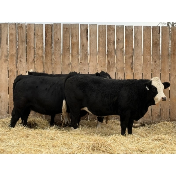 Marcinek Cattle Company - 4 BBF Simm/Angus X Bred Heifers (Condor, AB)