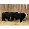 Image 1 : Marcinek Cattle Company - 4 BBF Simm/Angus X Bred Heifers (Condor, AB)