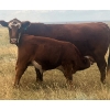 Image 19 : Blaine & Sue Hudec - 615# November Delivery Steer Calves - 80 Head (Jenner, AB)
