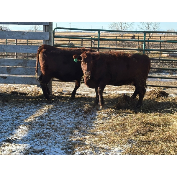 Fox Cattle Co. - 2 Bred Heifers (Pen 512)