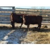 Image 1 : Fox Cattle Co. - 2 Bred Heifers (Pen 512)
