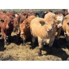 Image 4 : Lenny Brubacher - 1165# July Delivery Steers - 104 Head (Winnipegosis, MB)