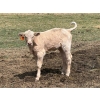 Image 9 : Lemmer Farms - 15 Angus X Mature Pairs (Lyalta, AB)