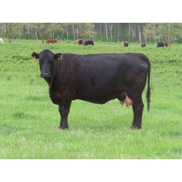 6 S Feeders Inc. - 1500# October Delivery Cows - 42 Head (Moosomin, SK)