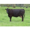 Image 1 : 6 S Feeders Inc. - 1500# October Delivery Cows - 42 Head (Moosomin, SK)