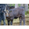 Image 16 : Endersby Ranching - 470# November Delivery Heifer Calves - 40 Head (Smokey Lake, AB)