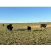 Image 4 : Valleyview Ranch - 750# March Delivery Weaned Steers - 82 Head (Valleyview, AB)