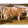 Image 8 : Stahlville Colony - 960# January Delivery Heifers - 81 Head (Rockyford, AB)