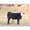 Image 3 : Cam Taylor/Trevor Campbell - 515# November Delivery Steer Calves - 180 Head (Wolseley, SK)